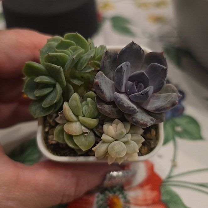 Photo of the plant species Porcelain Plant by @MickPlantLover named Grap titubans, Raccoon, Lime n Chili, , e totoli on Greg, the plant care app