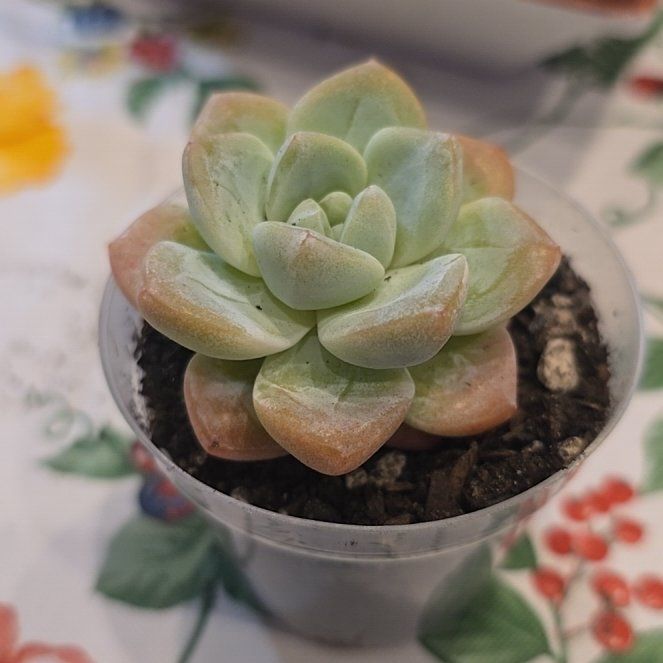 Photo of the plant species Ice Green by @MickPlantLover named Ice Green single on Greg, the plant care app