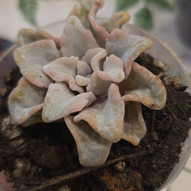 Photo of the plant species Echeveria Crispate Beauty by @MickPlantLover named Beautiful crinkly cabbage on Greg, the plant care app