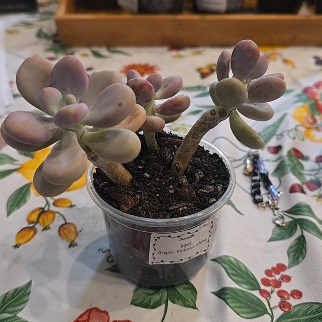 Photo of the plant species Lavender Pebbles by @MickPlantLover named Grapto Pink Moonstone on Greg, the plant care app
