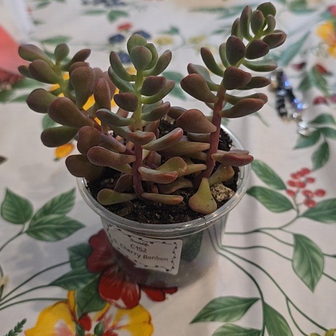 Photo of the plant species Pink Ruby Sedevaria by @MickPlantLover named Sedeveria Cherry Bonbon on Greg, the plant care app