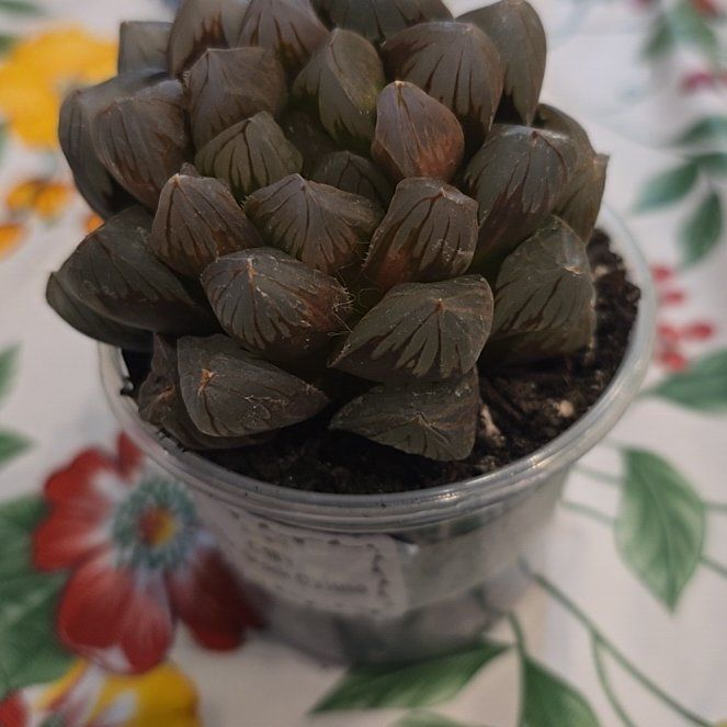 Photo of the plant species Haworthia 'Obtusa' by @MickPlantLover named Black Obtusa on Greg, the plant care app