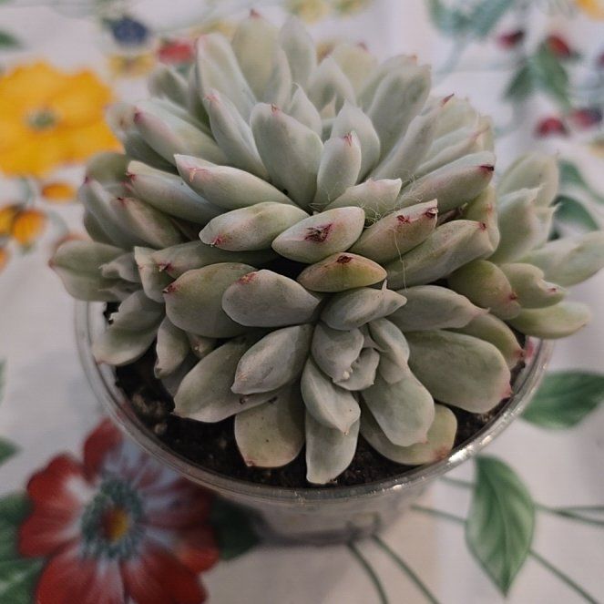 Photo of the plant species Variegated Echeveria 'Tinkerbell' by @MickPlantLover named E. Simpson on Greg, the plant care app