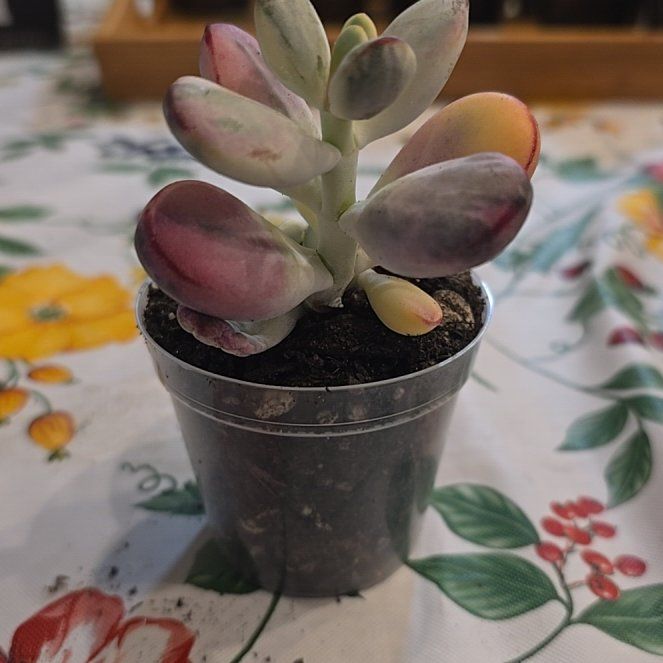 Photo of the plant species Cotyledon orbiculata 'Oophylla Variegata' by @MickPlantLover named Baby Unicorn Poop on Greg, the plant care app
