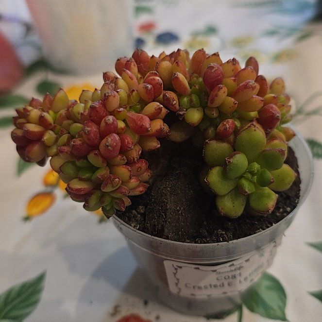 Photo of the plant species Pink Ruby Sedevaria by @MickPlantLover named Crested Sedeveria Letizia on Greg, the plant care app