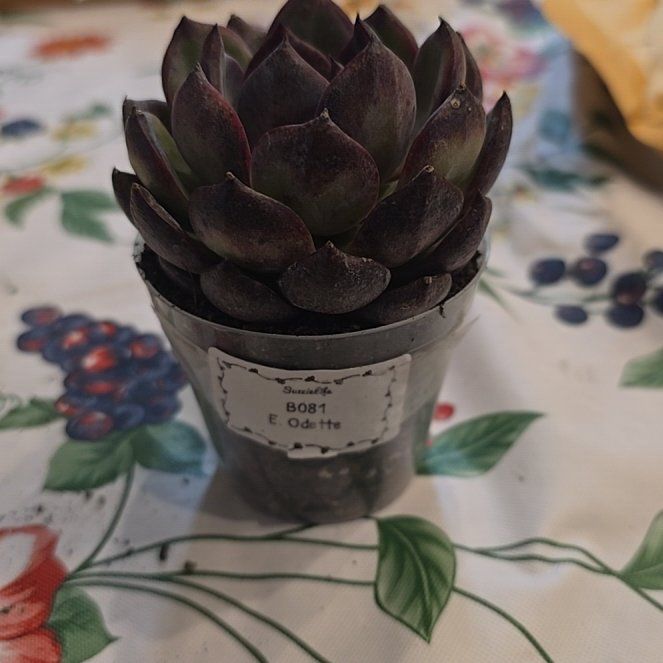 Photo of the plant species Korean Echeveria 'Odette' by @MickPlantLover named Odette on Greg, the plant care app