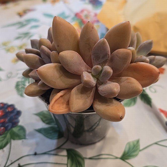 Photo of the plant species Echeveria Tolimanensis by @MickPlantLover named Grapto Pink Moonstone x Tolimanensis on Greg, the plant care app