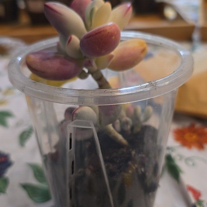 Photo of the plant species Cotyledon orbiculata 'Oophylla Variegata' by @MickPlantLover named Orchid Pot Unicorn Poop on Greg, the plant care app