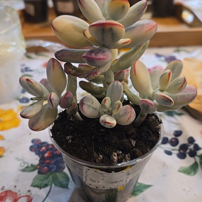 Photo of the plant species Cotyledon orbiculata 'Oophylla Variegata' by @MickPlantLover named Big Dooks on Greg, the plant care app