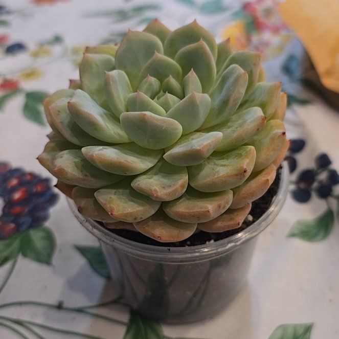 Photo of the plant species Strawberry Echeveria by @MickPlantLover named Iced Strawberry on Greg, the plant care app