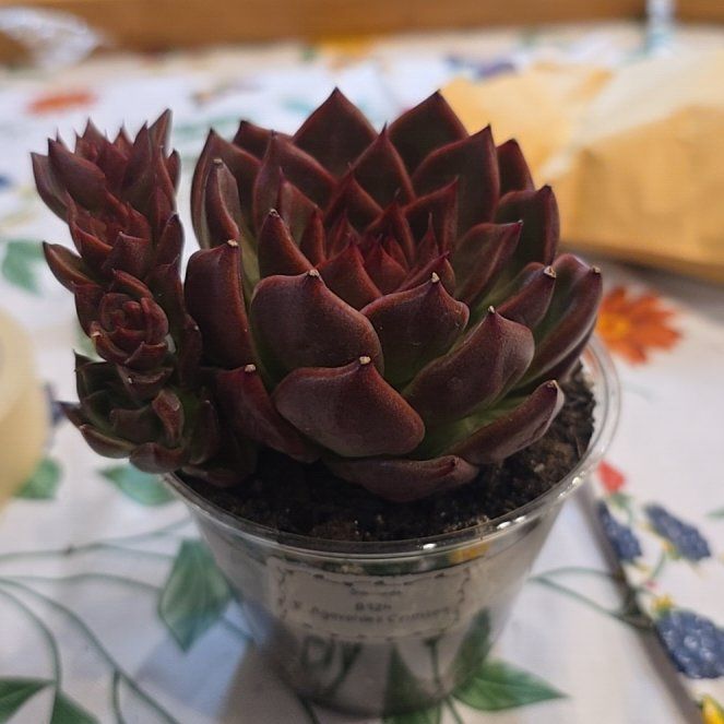 Photo of the plant species Echeveria Romeo Rubin by @MickPlantLover named E. Agavoides Crimson on Greg, the plant care app