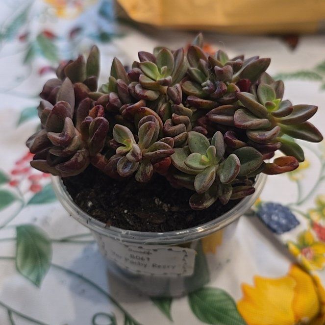 Photo of the plant species Rezry Echeveria by @MickPlantLover named Variegated Pachyphytum Rezry on Greg, the plant care app