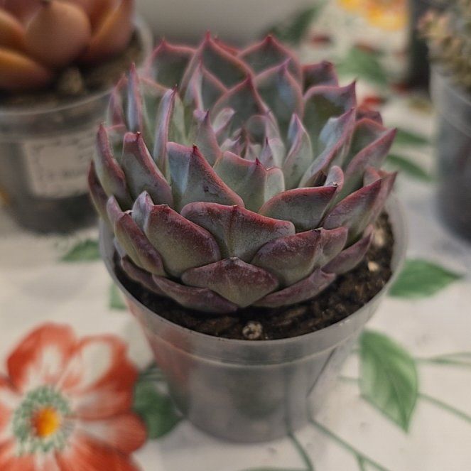 Photo of the plant species Korean Echeveria by @MickPlantLover named Hybrid - Dior on Greg, the plant care app