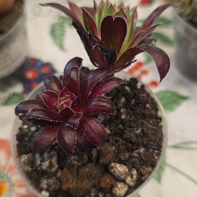 Photo of the plant species Aeonium Black Swan by @MickPlantLover named Aeonium Black Magic on Greg, the plant care app