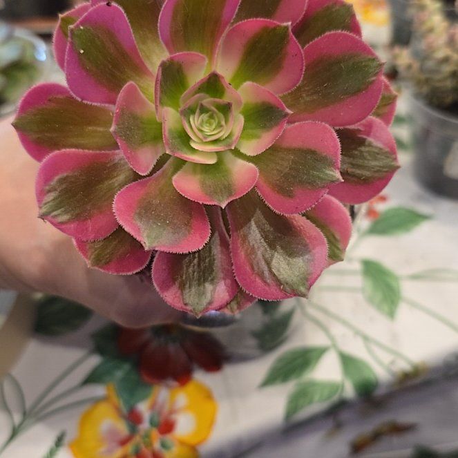 Photo of the plant species Pink Witch by @MickPlantLover named Pink Witch on Greg, the plant care app