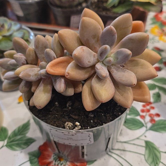 Photo of the plant species Echeveria Tolimanensis by @MickPlantLover named x Amethystinum on Greg, the plant care app