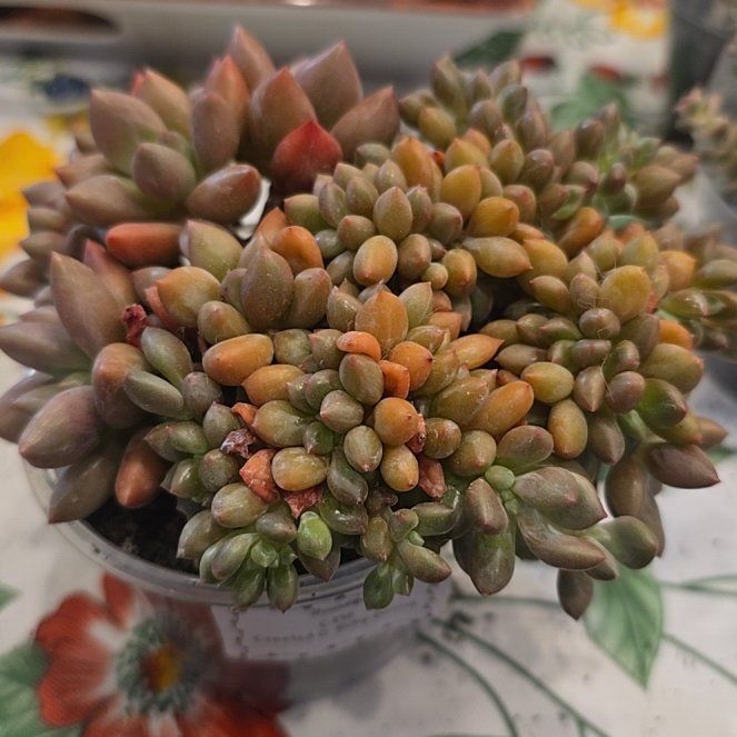 Photo of the plant species 'Debbie' Crested Graptoveria by @MickPlantLover named Ruby Donna on Greg, the plant care app