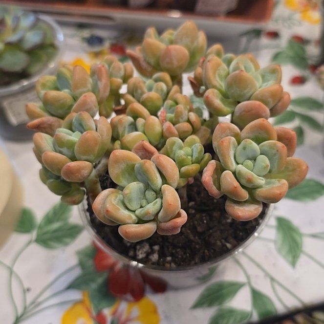 Photo of the plant species Graptoveria 'Harry Watson' by @MickPlantLover named Sakura Miul on Greg, the plant care app