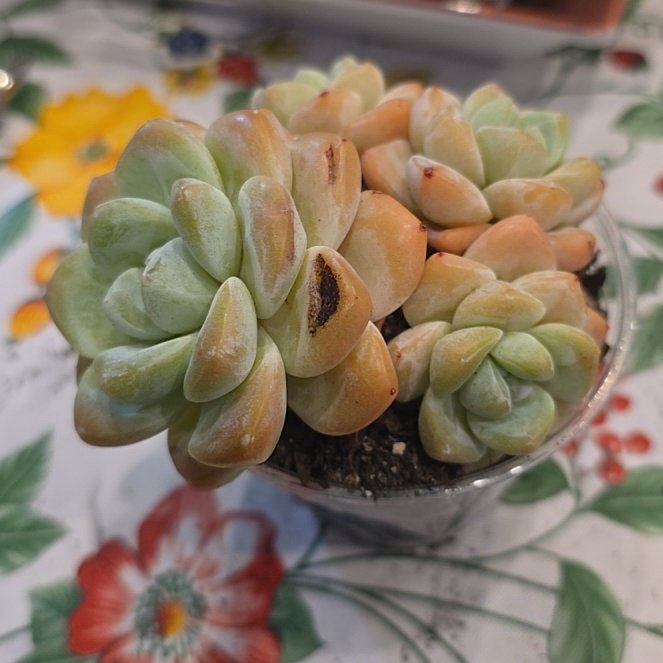 Photo of the plant species Ice Green Echeveria by @MickPlantLover named Cluster on Greg, the plant care app