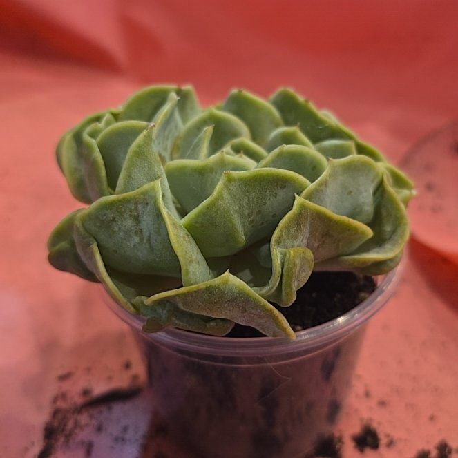 Photo of the plant species Assorted Echeveria by @MickPlantLover named Jade Cloud Fairy on Greg, the plant care app