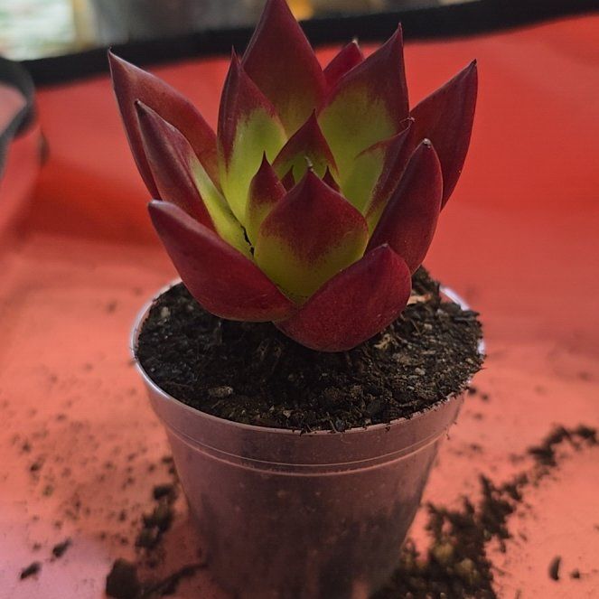 Photo of the plant species Red Ebony by @MickPlantLover named Red Knight on Greg, the plant care app