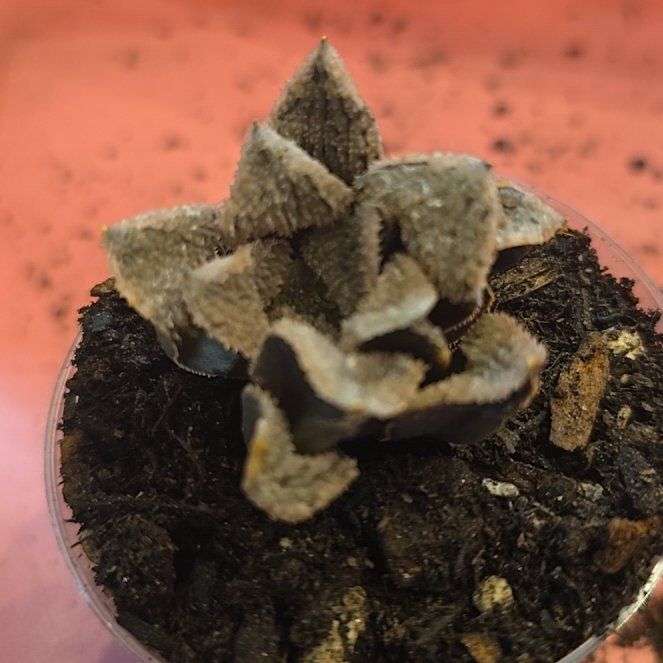 Photo of the plant species Haworthia Hybrid by @MickPlantLover named Mordor on Greg, the plant care app