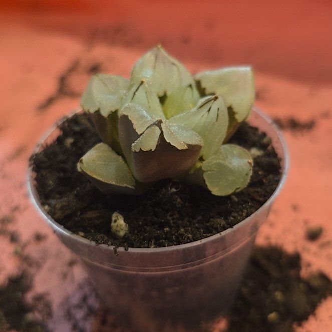 Photo of the plant species Haworthia 'Ice City' by @MickPlantLover named Ice City on Greg, the plant care app