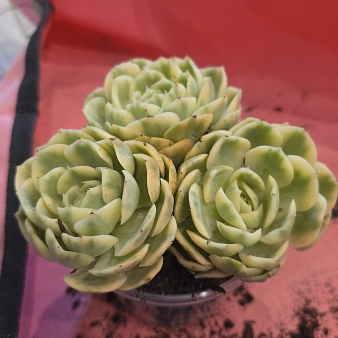 Photo of the plant species Echeveria 'Michella' by @MickPlantLover named E. Variegated Onslow Cluster on Greg, the plant care app