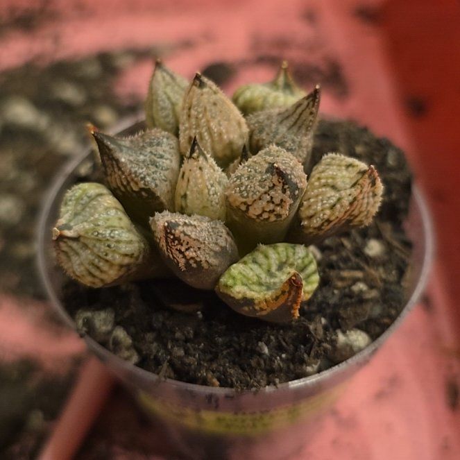 Photo of the plant species Haworthia Hybrid by @MickPlantLover named Haworthia Royal Princess Full Window on Greg, the plant care app