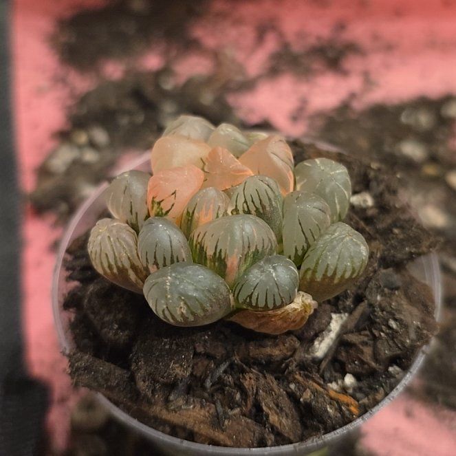 Photo of the plant species Haworthia Obtusa Crystal by @MickPlantLover named Haworthia obtusa variegated on Greg, the plant care app