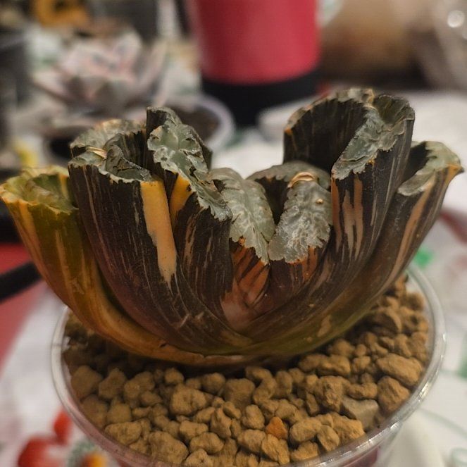 Photo of the plant species Horse's Teeth by @MickPlantLover named Hokusai on Greg, the plant care app