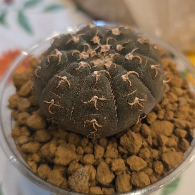 Photo of the plant species Assorted Gymnocalycium by @MickPlantLover named Gymno Triacanthum on Greg, the plant care app