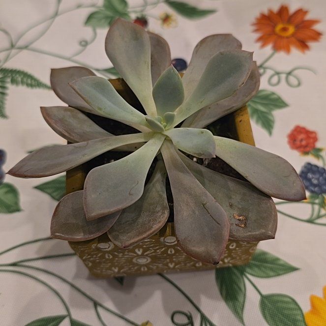 Photo of the plant species Echeveria 'Afterglow' by @MickPlantLover named Afterglow on Greg, the plant care app