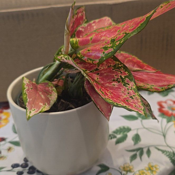 Photo of the plant species Aglaonema 'China Red' by @MickPlantLover named Princess Jellybean on Greg, the plant care app