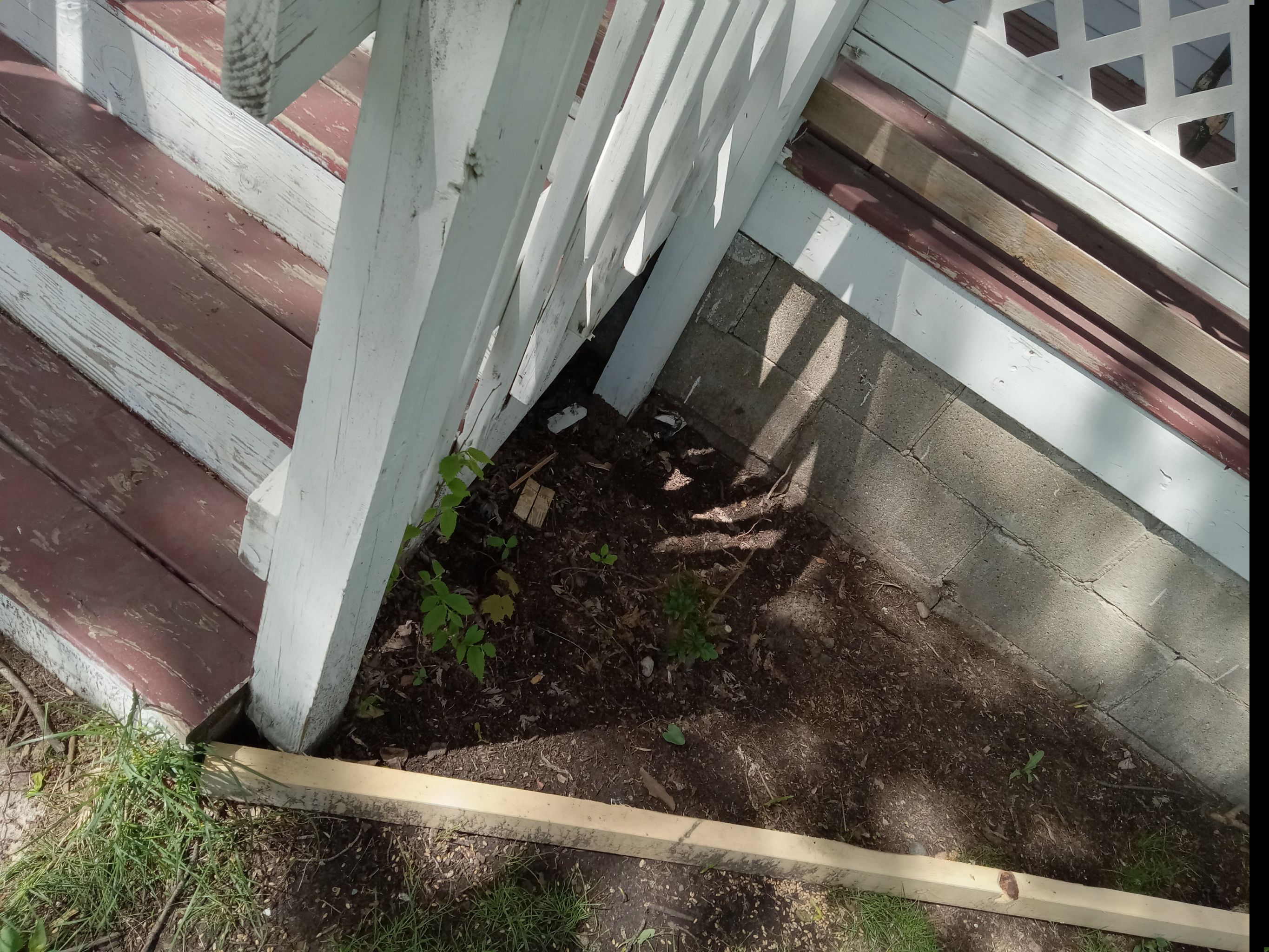 Photo of the plant species Eden Climbing Rose by @MightilyNiaouli named Orlando Bloom on Greg, the plant care app