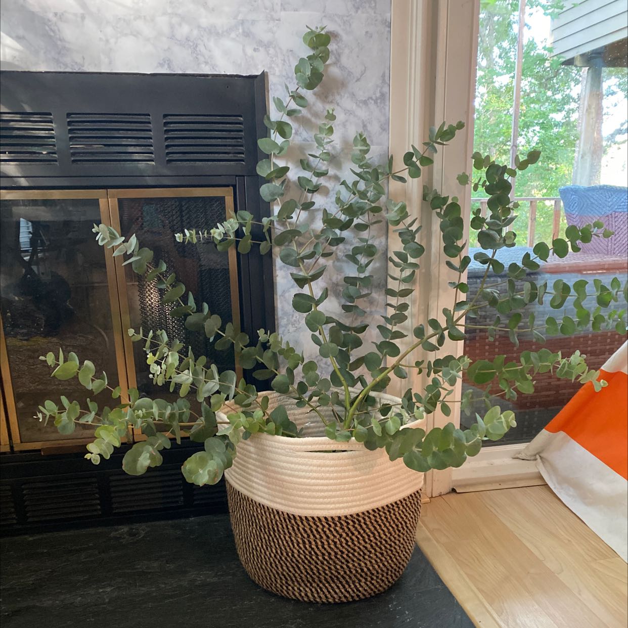 Indoor potted Cider gum plant with blue-green leaves in front of a fireplace and window.