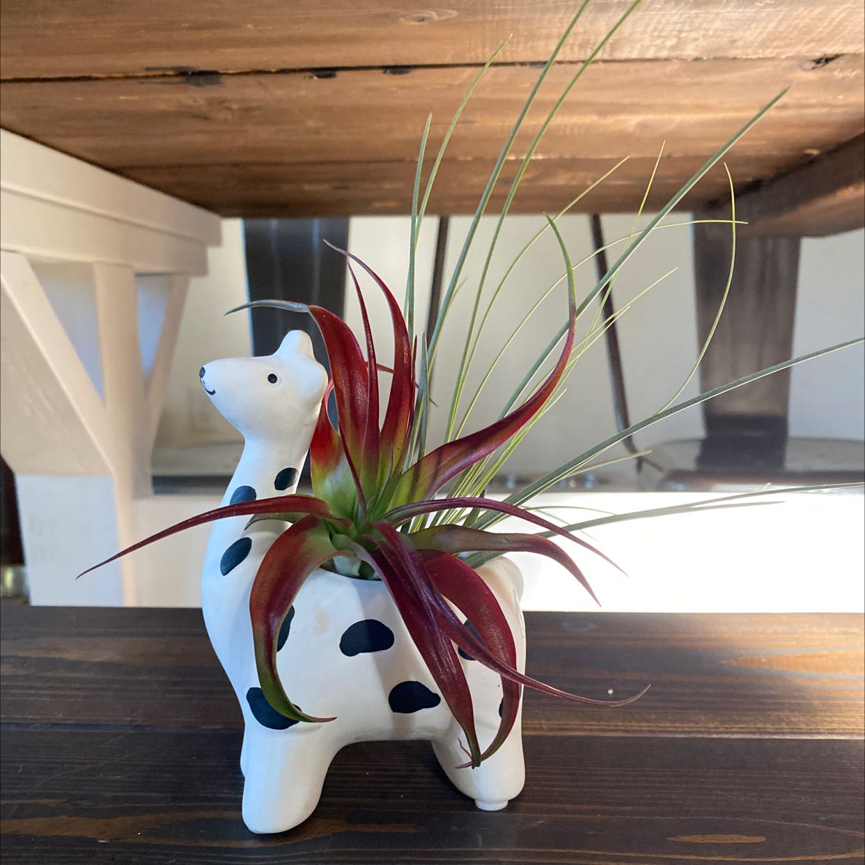 Bulbosa Air Plant in a decorative animal-shaped planter with vibrant red and green leaves.