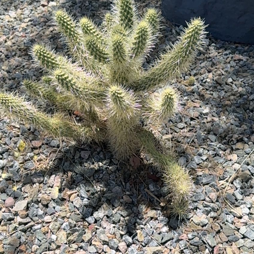 Photo of the plant species teddy bear cholla by @VividFigopuntia named Buddy on Greg, the plant care app