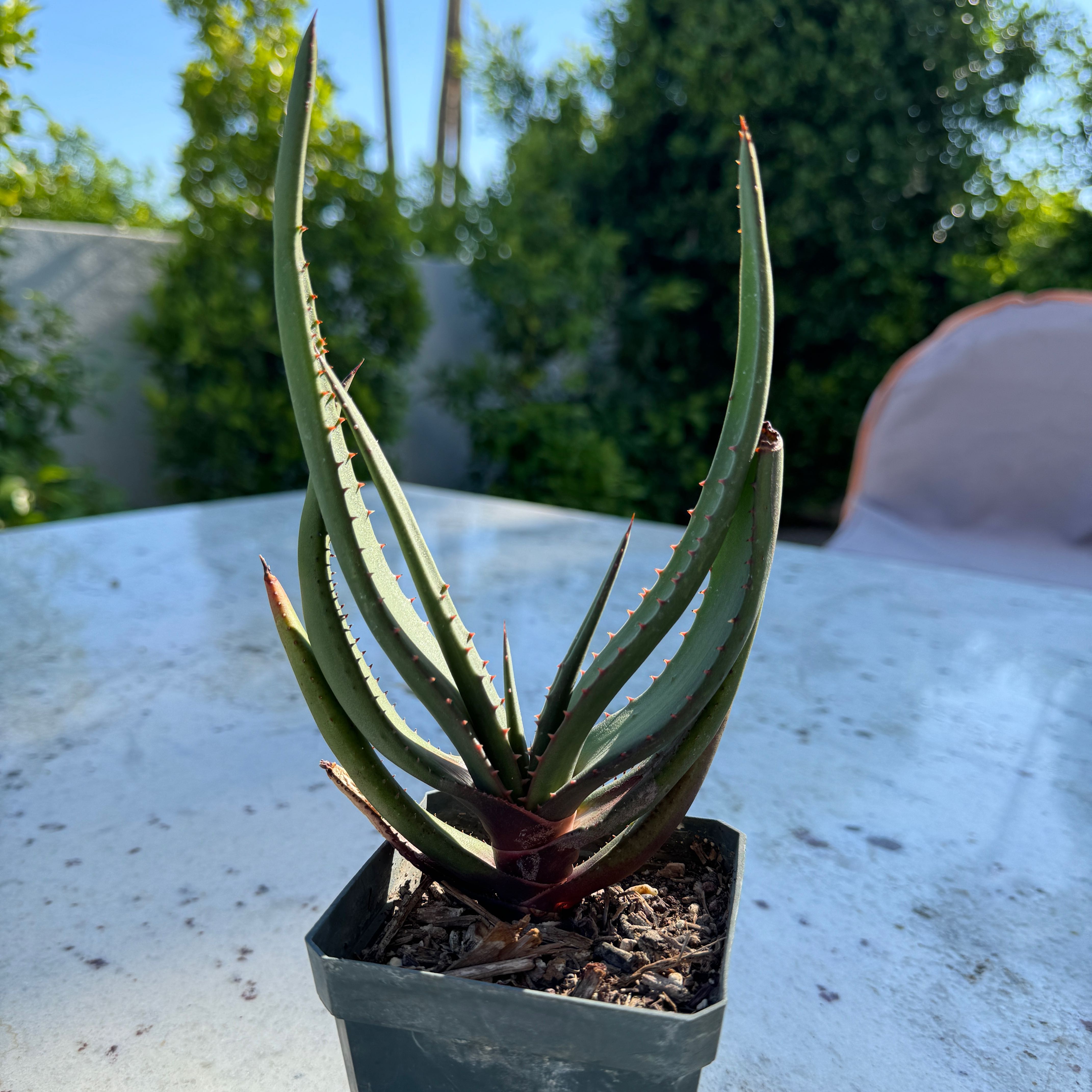 Photo of the plant species Geelaalwyn by @VividFigopuntia named Hamilton on Greg, the plant care app