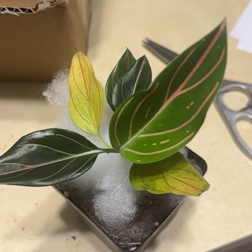 Photo of the plant species Aglaonema Red Valentine Chinese Evergreen by @ZappyRedpepers named Gregarious on Greg, the plant care app