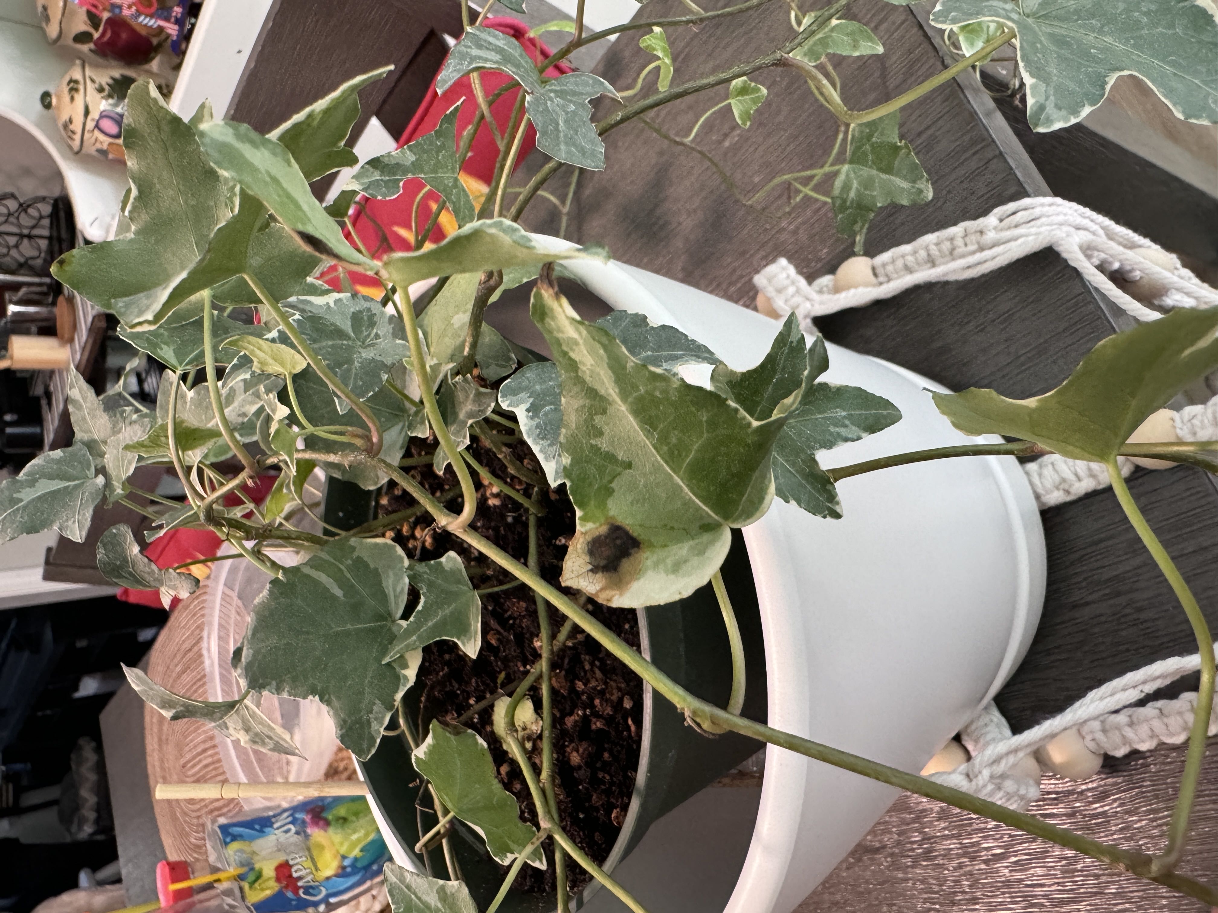 Photo from the post