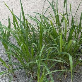 Photo of the plant species Johnsongrass by @WorkableTupeia named Demi on Greg, the plant care app