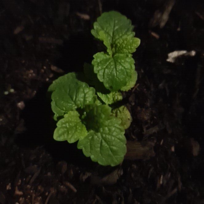 Photo of the plant species Salvia 'Ibiza' by @BelovedPeony named Winston on Greg, the plant care app