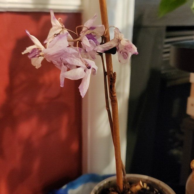 Photo of the plant species Chinese ground orchid by @CivicFrostyfern named Sproutacus on Greg, the plant care app