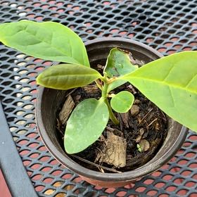Photo of the plant species Magnolia by @BackupAtom named Wall-E on Greg, the plant care app