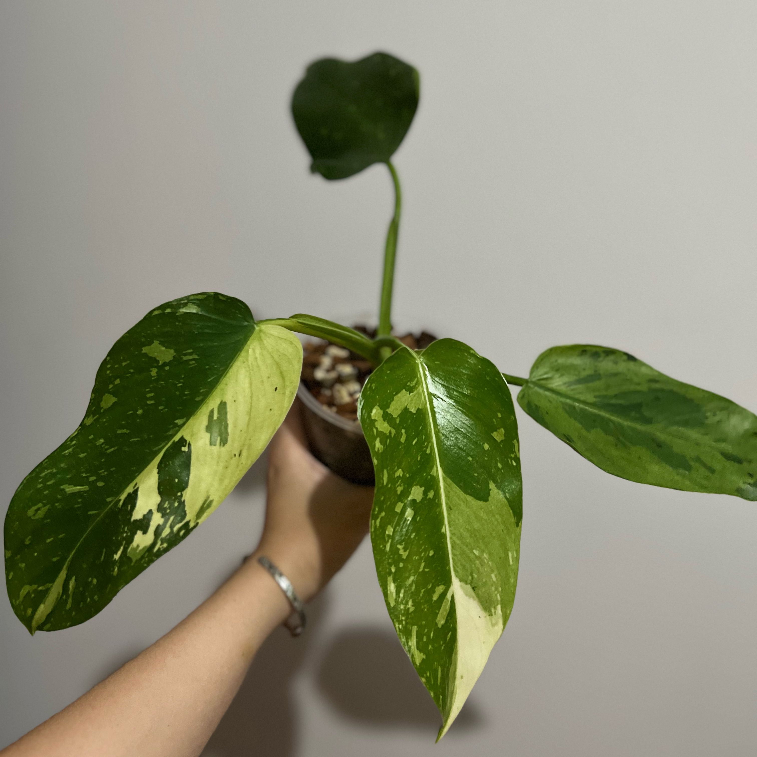 Plant care for Philodenron Mexicanum on Greg, the plant care app