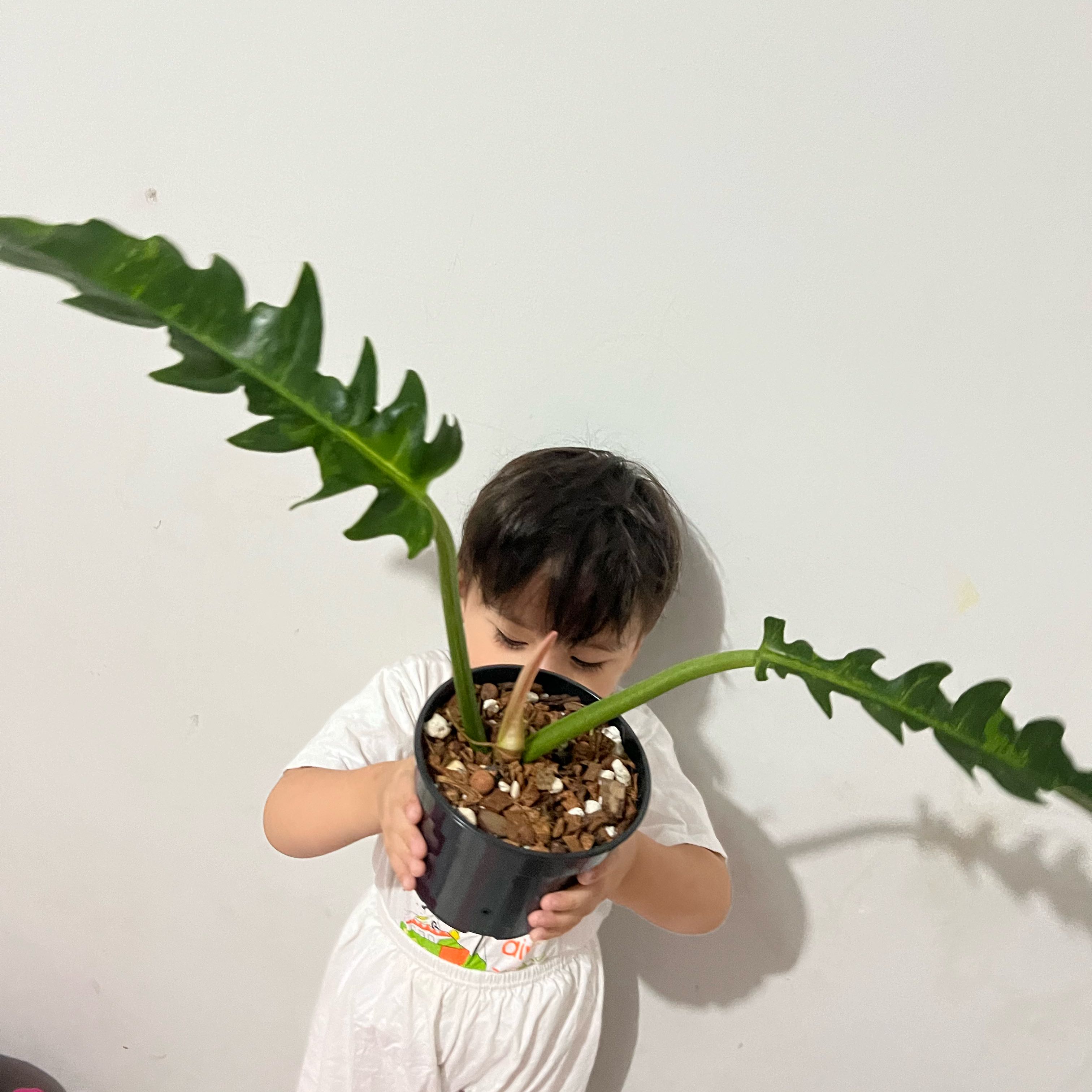 Plant care for Philodenron Jose Buono on Greg, the plant care app