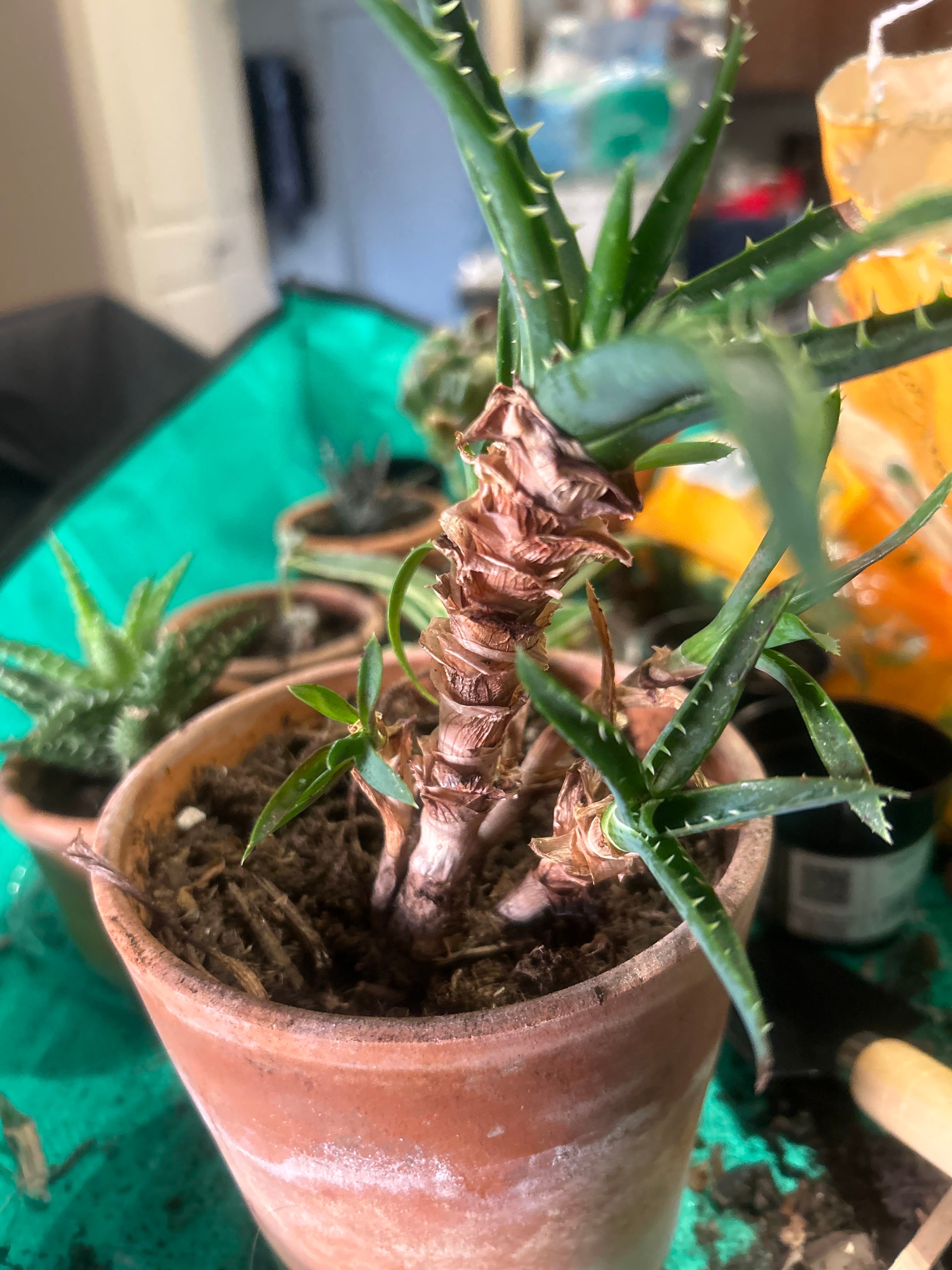 Keep Your Aloe x Delaetii Alive: Light, Water & Care Instructions