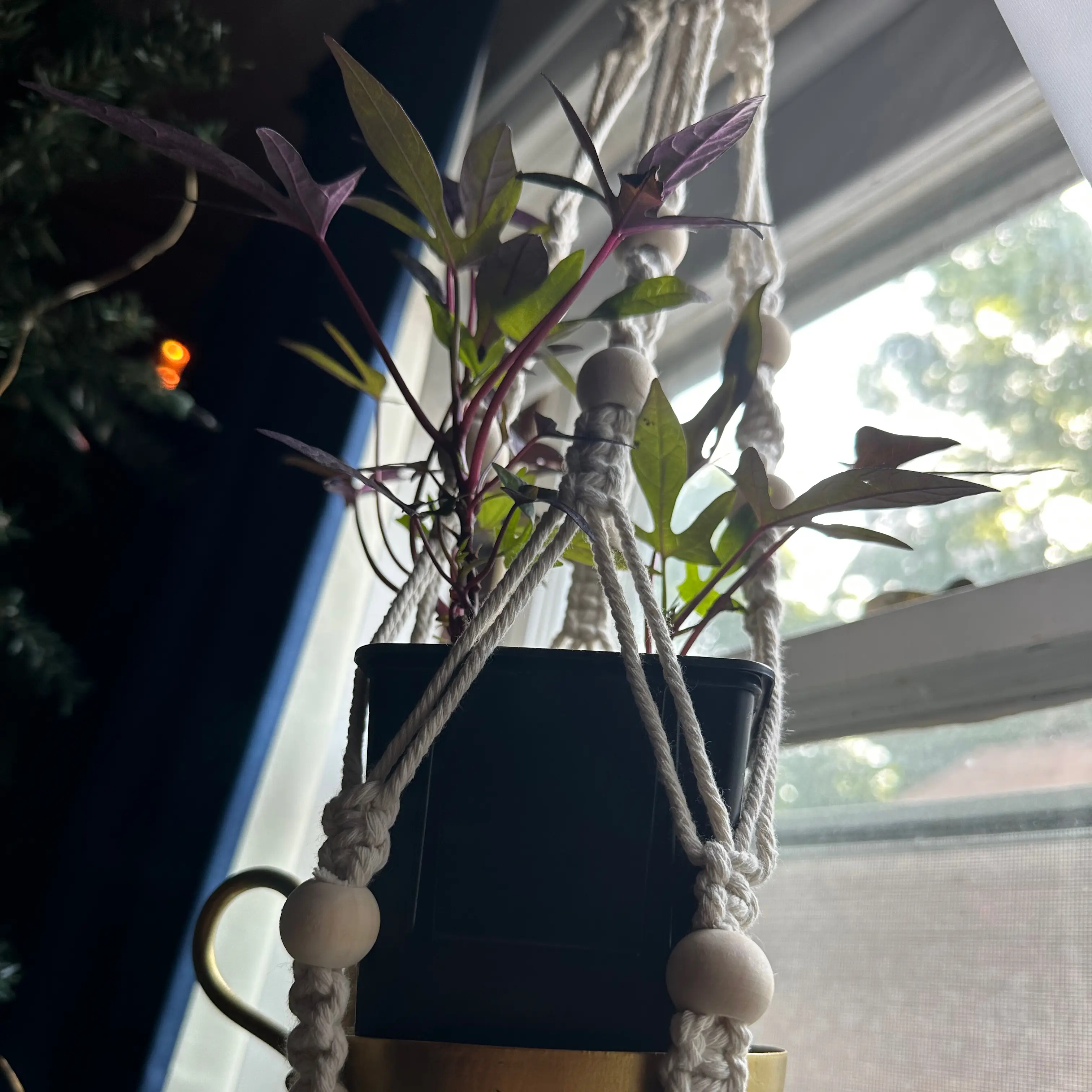 Photo of the plant species Black Sweet Potato Vine by @Eagles named Ipomoea Batatas on Greg, the plant care app