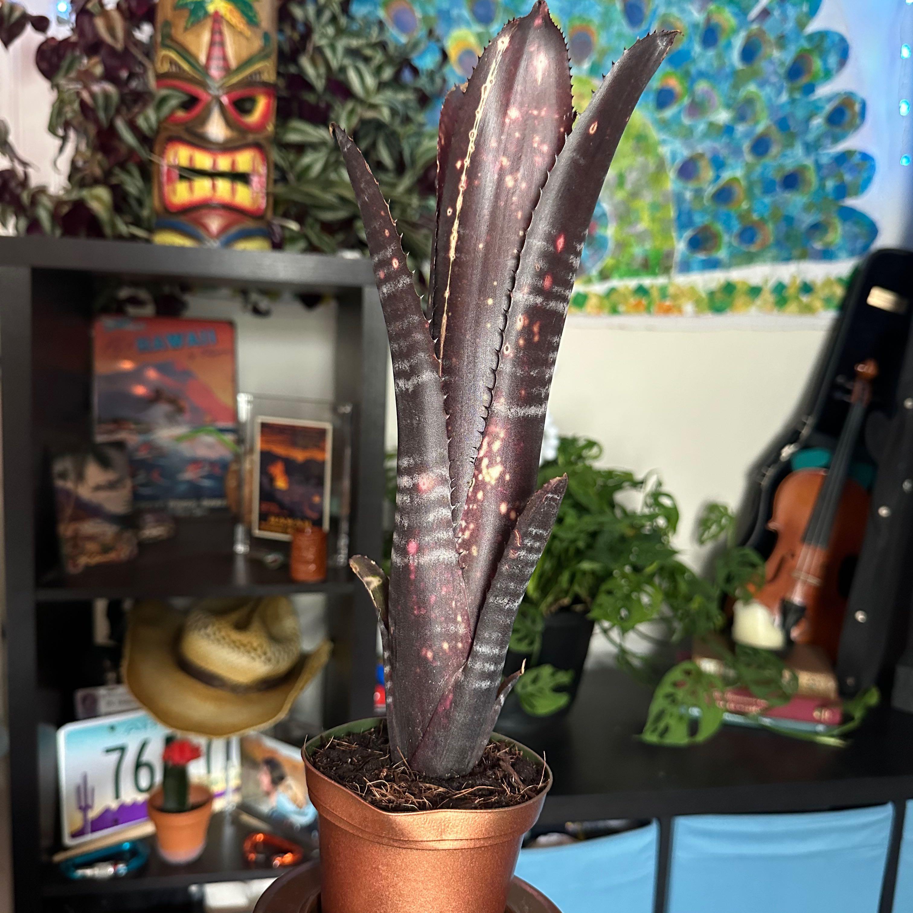 Photo of the plant species Billbergia 'Hallelujah' by @Eagles named Darth Vader on Greg, the plant care app